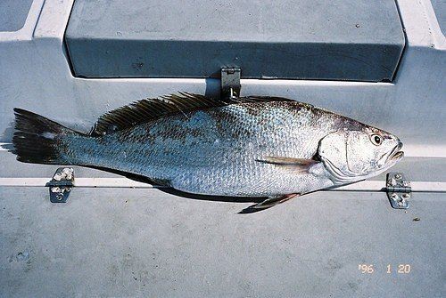 鮸魚讀suo還是huo【“鮸魚”的正確讀音】
