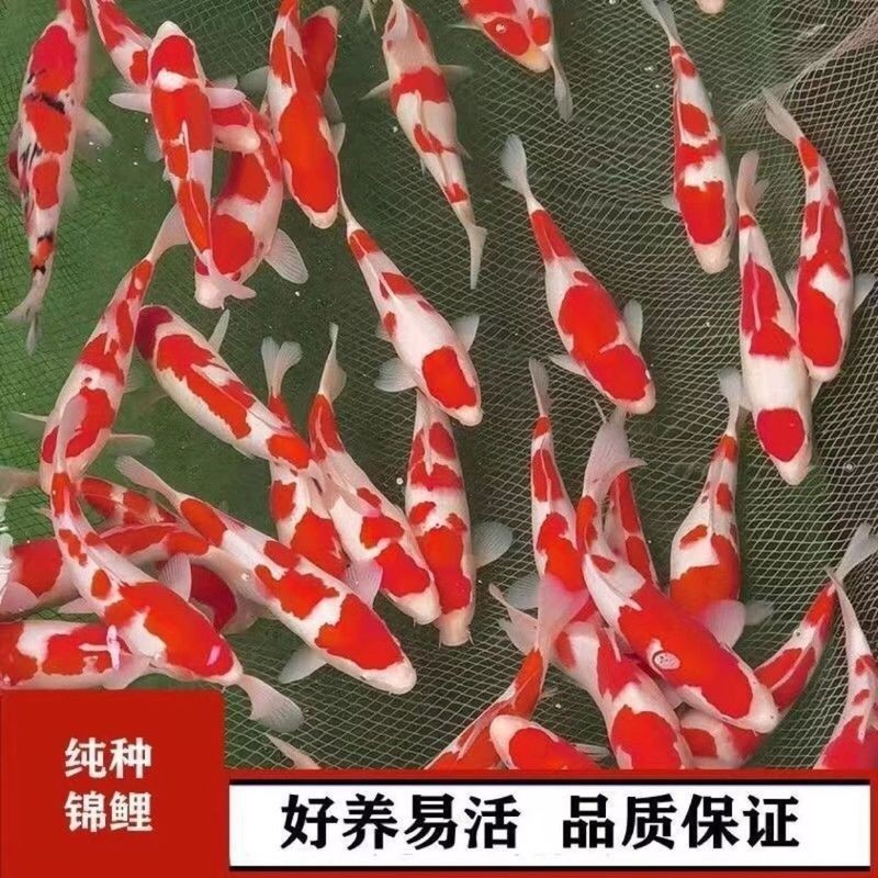 日本大正三色錦鯉價格【大正三色錦鯉的價格】