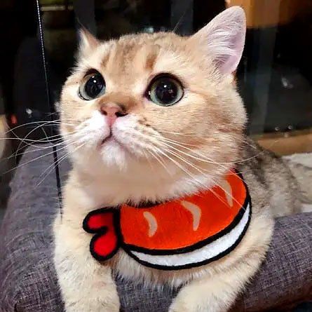 魚缸下甲硝唑的正確方法【甲硝唑的使用與注意事項】 魚缸下甲硝唑的正確方法【甲硝唑的使用與注意事項】 龍魚百科 第5張