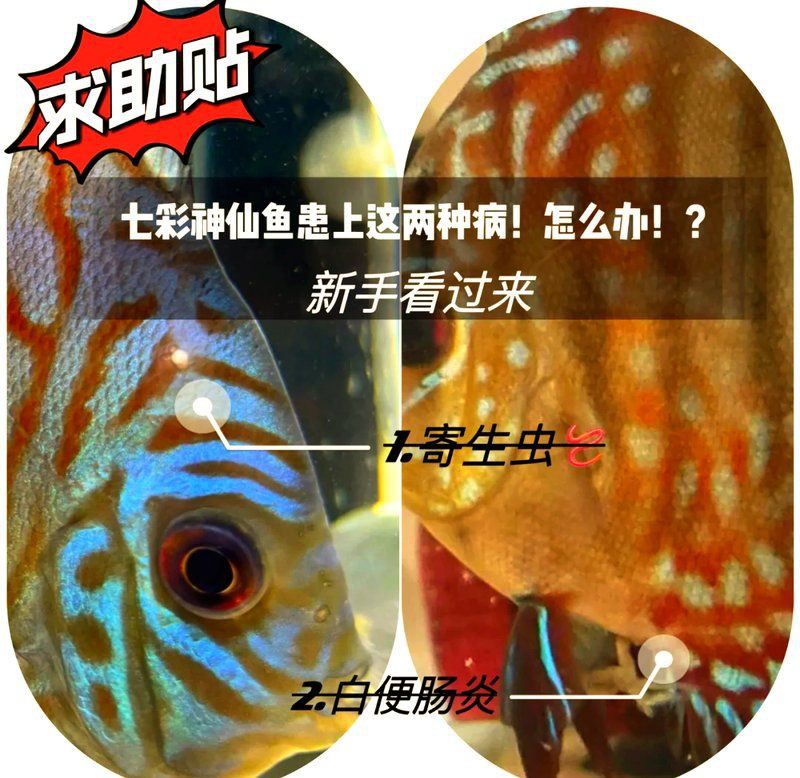 魚缸下甲硝唑的正確方法【甲硝唑的使用與注意事項】 魚缸下甲硝唑的正確方法【甲硝唑的使用與注意事項】 龍魚百科 第8張