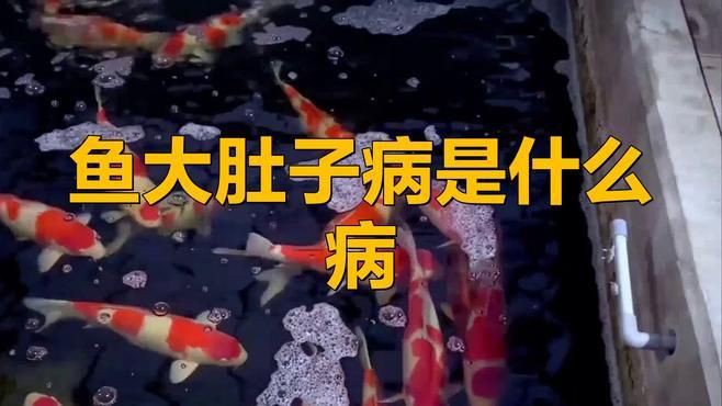 如何判斷雷龍魚腹水是否感染？【林業先驅，黃顙魚“大肚子”來襲】