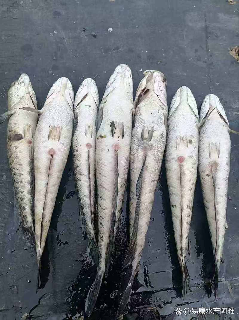 如何判斷雷龍魚腹水是否感染？【林業先驅，黃顙魚“大肚子”來襲】
