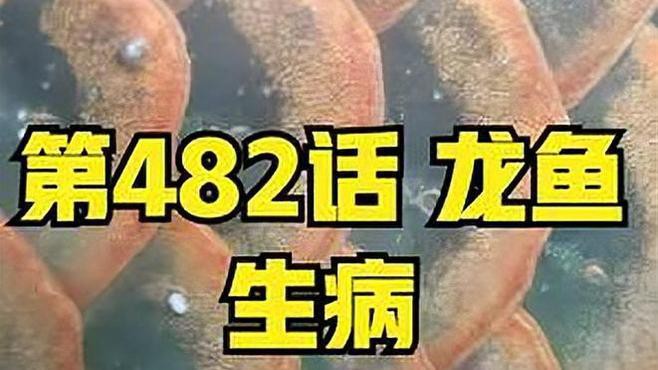 哪些藥物對龍魚安全？，《哪些藥物對龍魚安全？》