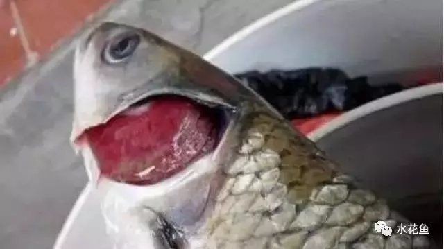 魚真菌和細菌的區別【養魚老道，影響魚類生長的真菌疾病——鰓霉病】