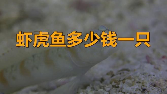 狼牙蝦虎魚多少錢一斤【狼牙蝦虎魚多少錢一斤墨韻書瀾蝦虎魚多少錢一斤墨韻書瀾】