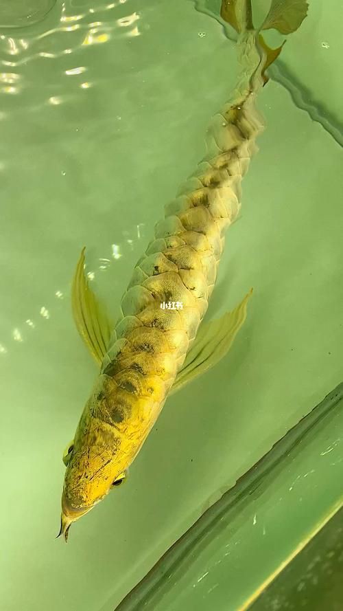 最漂亮的金龍魚圖片【水下世界的驚艷之美，金龍魚和紅尾金龍魚最具收藏價值】