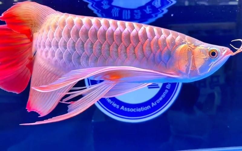 最漂亮的金龍魚圖片【水下世界的驚艷之美，金龍魚和紅尾金龍魚最具收藏價值】