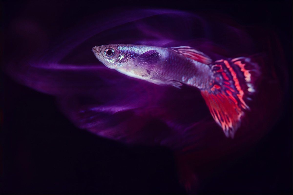 孔雀魚像瘋了一樣快速游【《孔雀魚像瘋了一樣快速游》】 孔雀魚像瘋了一樣快速游【《孔雀魚像瘋了一樣快速游》】 龍魚百科 第6張