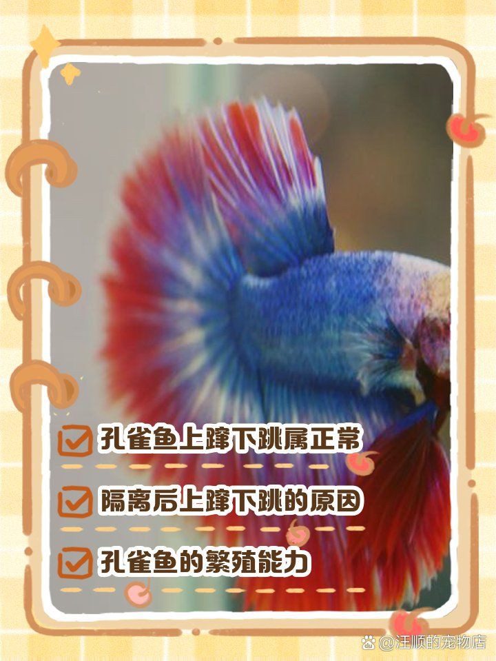 孔雀魚像瘋了一樣快速游【《孔雀魚像瘋了一樣快速游》】 孔雀魚像瘋了一樣快速游【《孔雀魚像瘋了一樣快速游》】 龍魚百科 第7張