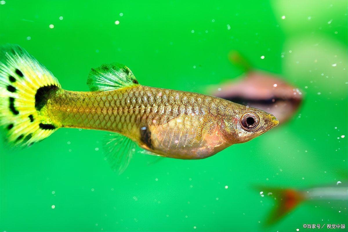 孔雀魚像瘋了一樣快速游【《孔雀魚像瘋了一樣快速游》】 孔雀魚像瘋了一樣快速游【《孔雀魚像瘋了一樣快速游》】 龍魚百科 第2張