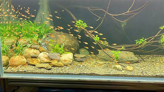 孔雀魚像瘋了一樣快速游【《孔雀魚像瘋了一樣快速游》】 孔雀魚像瘋了一樣快速游【《孔雀魚像瘋了一樣快速游》】 龍魚百科 第1張