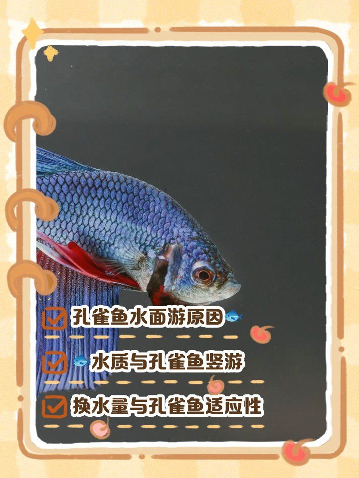 孔雀魚像瘋了一樣快速游【《孔雀魚像瘋了一樣快速游》】 孔雀魚像瘋了一樣快速游【《孔雀魚像瘋了一樣快速游》】 龍魚百科 第4張