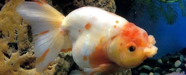 孔雀魚像瘋了一樣快速游【《孔雀魚像瘋了一樣快速游》】 孔雀魚像瘋了一樣快速游【《孔雀魚像瘋了一樣快速游》】 龍魚百科 第8張