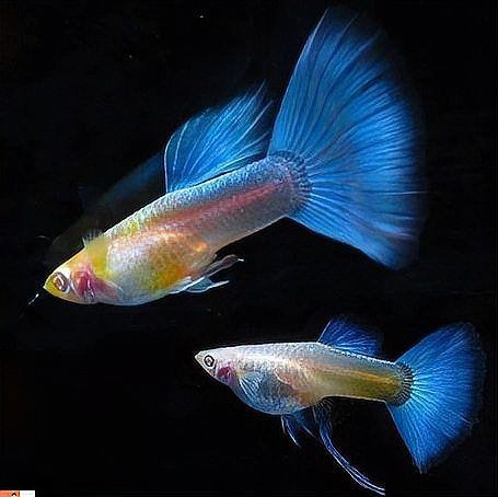 孔雀魚像瘋了一樣快速游【《孔雀魚像瘋了一樣快速游》】 孔雀魚像瘋了一樣快速游【《孔雀魚像瘋了一樣快速游》】 龍魚百科 第9張