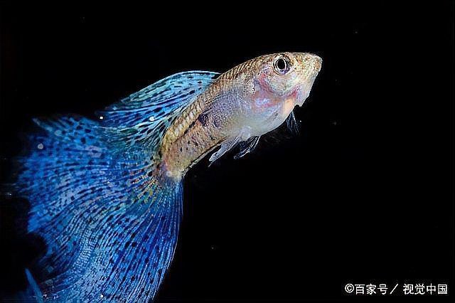 孔雀魚像瘋了一樣快速游【《孔雀魚像瘋了一樣快速游》】 孔雀魚像瘋了一樣快速游【《孔雀魚像瘋了一樣快速游》】 龍魚百科 第10張