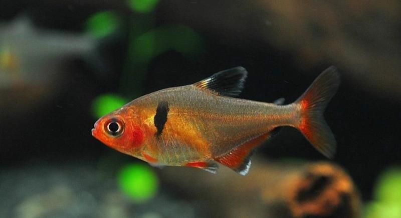 玫瑰扯旗魚和紅大勾哪個好養【玫瑰扯旗魚和紅大勾和玫瑰扯旗魚的飼養指南-】