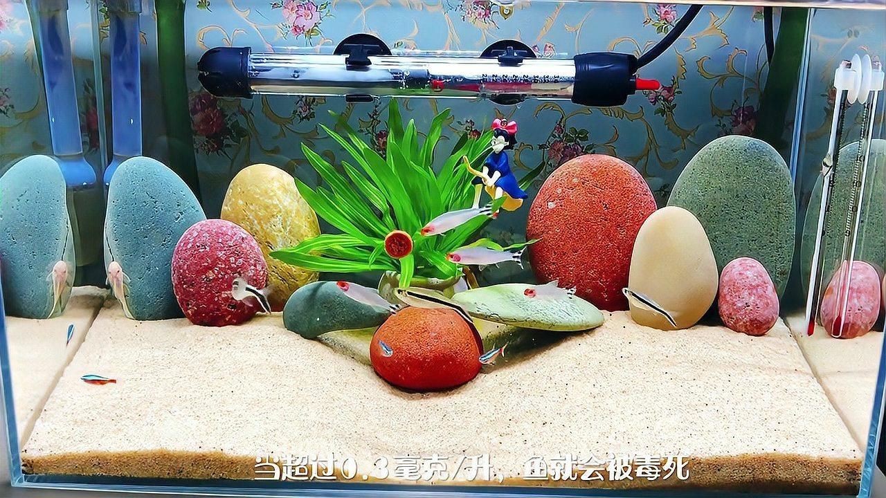 濾材魚缸過濾【新手養(yǎng)魚避坑指南之濾材嗶哩嗶哩嗶哩嗶哩嗶哩】