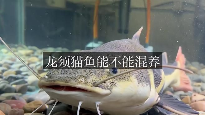 推薦一些與龍須貓魚混養的魚種【養魚老道，這10種觀賞魚和龍魚混養，不但是魚缸里的打架高手】