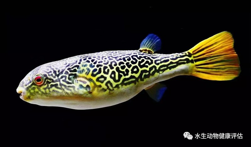 什么品種狗頭魚最大【皇冠狗頭魚——淡水河豚品種最大的品種】 什么品種狗頭魚最大【皇冠狗頭魚——淡水河豚品種最大的品種】 龍魚論壇 第1張