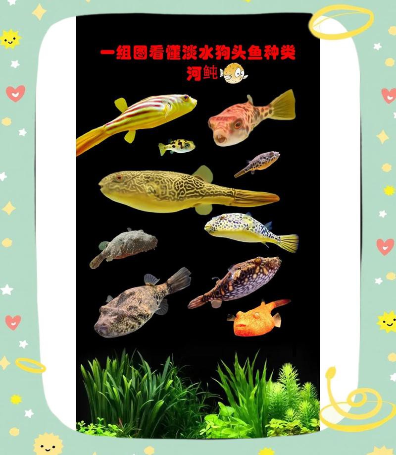 什么品種狗頭魚最大【皇冠狗頭魚——淡水河豚品種最大的品種】 什么品種狗頭魚最大【皇冠狗頭魚——淡水河豚品種最大的品種】 龍魚論壇 第3張