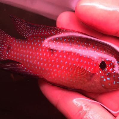 紅寶石魚家里養吉利嗎【紅寶石魚的價格是多少】