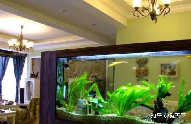 紅寶石魚家里養吉利嗎【紅寶石魚的價格是多少】