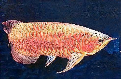 紅寶石魚家里養吉利嗎【紅寶石魚的價格是多少】