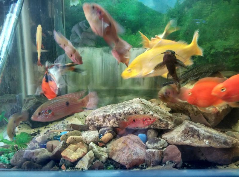 紅寶石魚家里養吉利嗎【紅寶石魚的價格是多少】