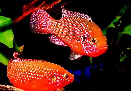 紅寶石魚家里養吉利嗎【紅寶石魚的價格是多少】