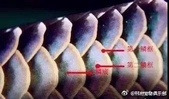 如何區分龍魚的錯鱗和亂鱗？【《如何區分龍魚的錯鱗和亂鱗》】