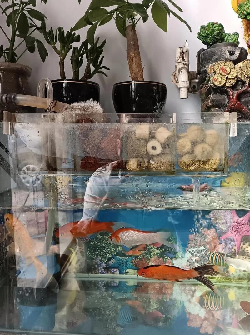 屬龍的養幾條魚好運來【《屬龍的養幾條魚好運來》養魚數量與寓意)】