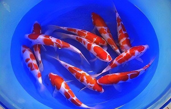 屬龍的養幾條魚好運來【《屬龍的養幾條魚好運來》養魚數量與寓意)】