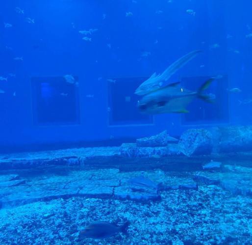 廣西水族店【廣西水族市場規模有多大】 廣西水族店【廣西水族市場規模有多大】 全國水族館企業名錄 第3張