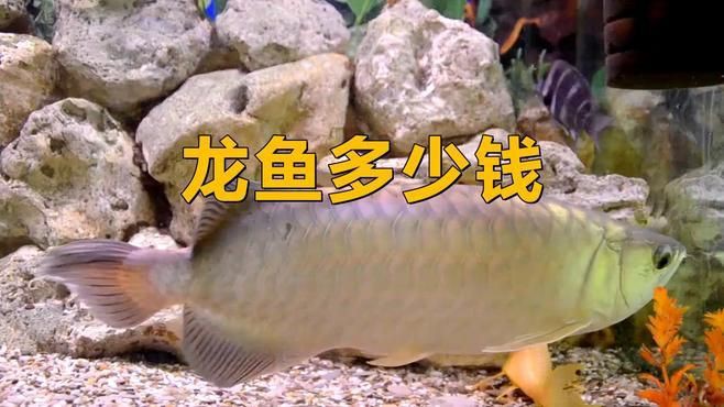 最便宜的龍魚是什么品種【最便宜的龍魚luna熱點(diǎn)通】