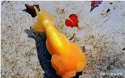魚有內寄的三個特征【魚有內寄的三個特征及時識別至關重要】