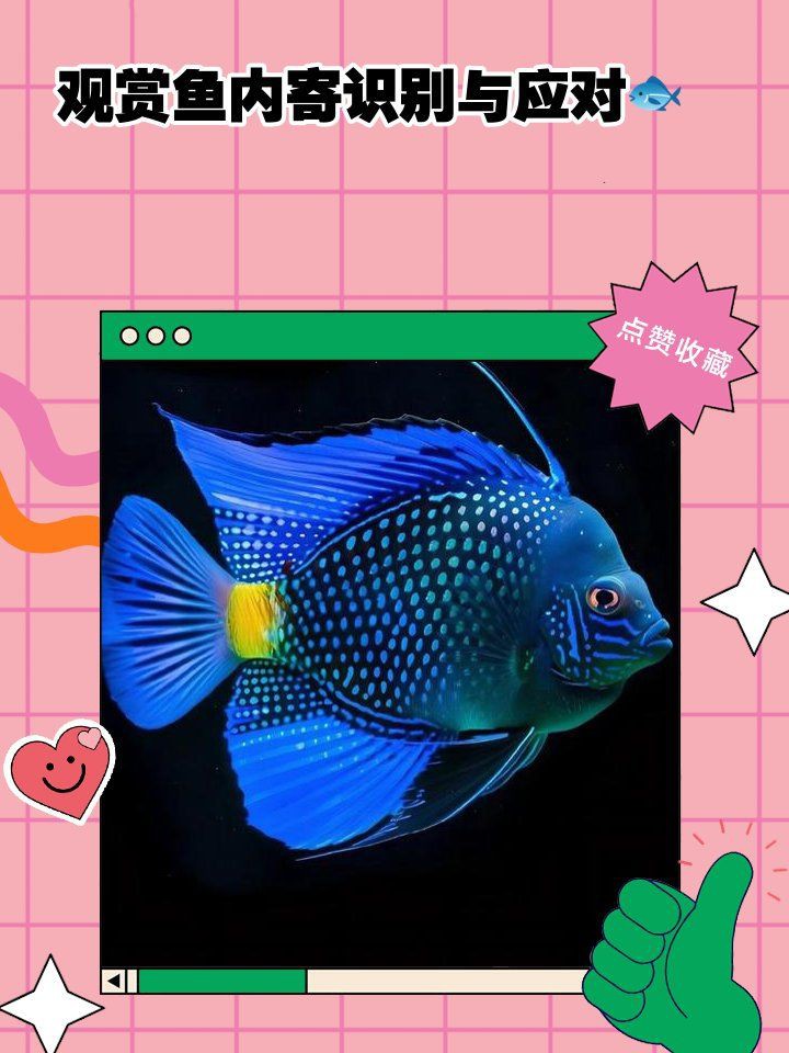 魚有內寄的三個特征【魚有內寄的三個特征及時識別至關重要】