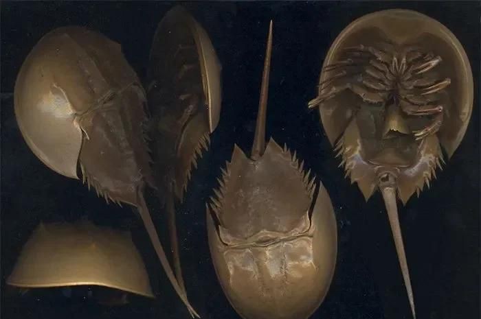 恐龍時代的魚類【5種恐龍時代的觀賞魚，龍魚知名度很高】
