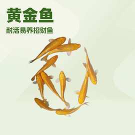 泗水龍魚貴還是金龍魚貴【泗水龍魚與金龍魚價格差異】 泗水龍魚貴還是金龍魚貴【泗水龍魚與金龍魚價格差異】 龍魚論壇 第8張