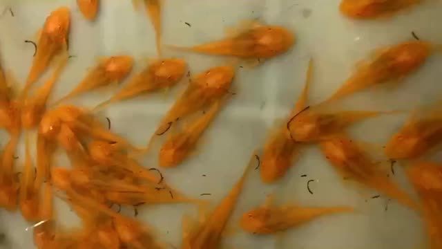 泗水龍魚貴還是金龍魚貴【泗水龍魚與金龍魚價格差異】 泗水龍魚貴還是金龍魚貴【泗水龍魚與金龍魚價格差異】 龍魚論壇 第6張