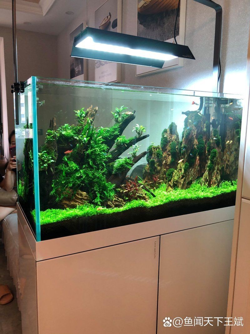 錫林郭勒盟水族店【錫林郭勒盟水族店綜合信息整理，水族觀賞魚店仍有前景嗎】