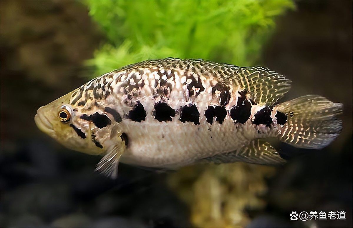 推薦一些適合與龍魚混養(yǎng)的品種【可以和龍魚混養(yǎng)的10種觀賞魚】 推薦一些適合與龍魚混養(yǎng)的品種【可以和龍魚混養(yǎng)的10種觀賞魚】 龍魚百科 第11張