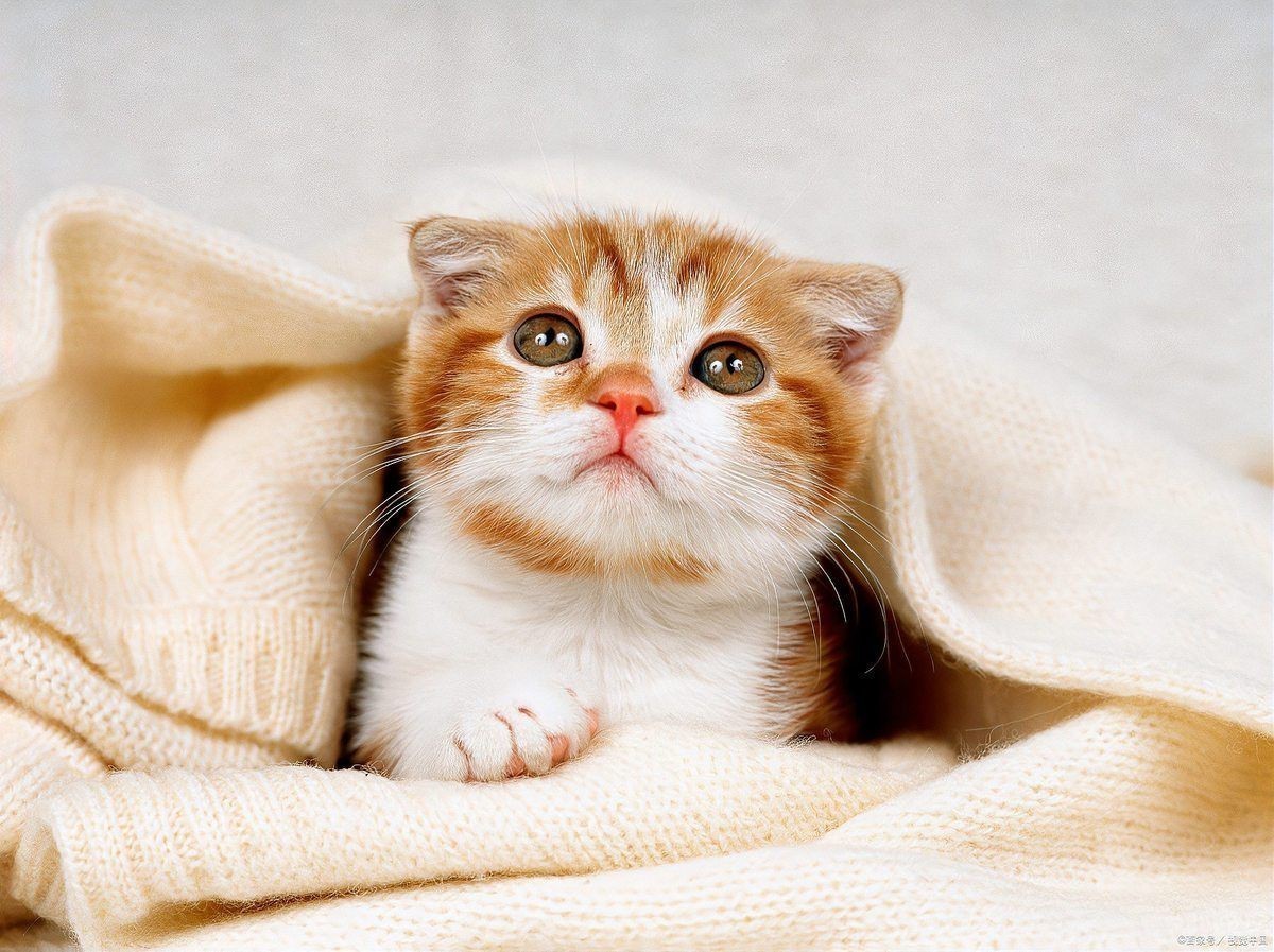 有哪些貓對魚完全不感興趣？【什么貓不吃魚這些冷知識或許顛覆你的認知】