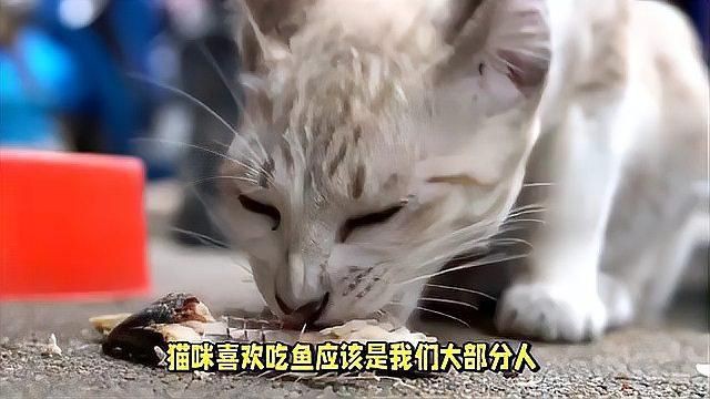 有哪些貓對魚完全不感興趣？【什么貓不吃魚這些冷知識或許顛覆你的認知】