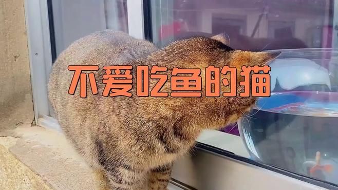 有哪些貓對魚完全不感興趣？【什么貓不吃魚這些冷知識或許顛覆你的認知】