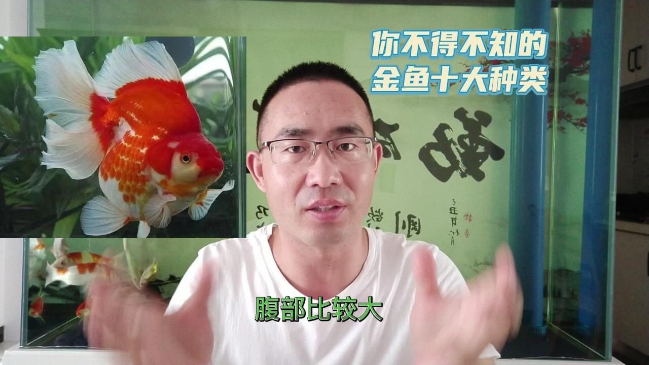 有哪些著名的金魚品種？【達爾文曾贊嘆其無限多樣的顏色和非凡的表型結構變化】