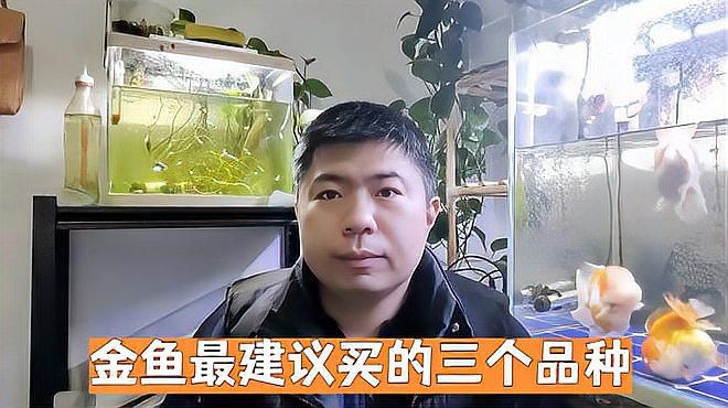 有哪些著名的金魚品種？【達爾文曾贊嘆其無限多樣的顏色和非凡的表型結構變化】