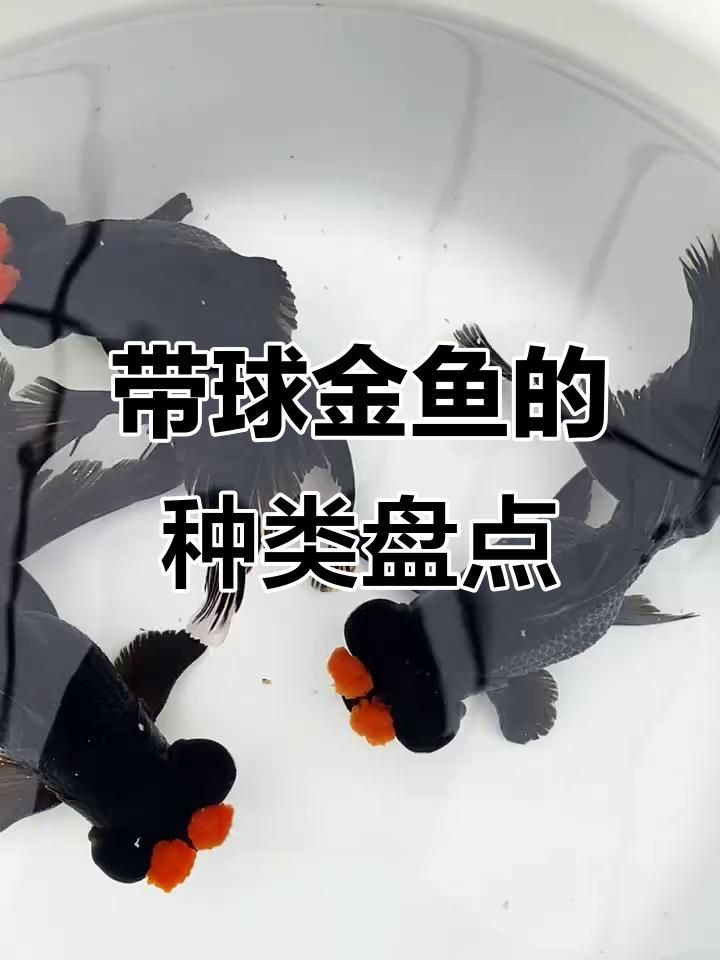 有哪些著名的金魚品種？【達爾文曾贊嘆其無限多樣的顏色和非凡的表型結構變化】