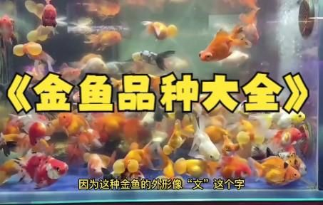 有哪些著名的金魚品種？【達爾文曾贊嘆其無限多樣的顏色和非凡的表型結構變化】