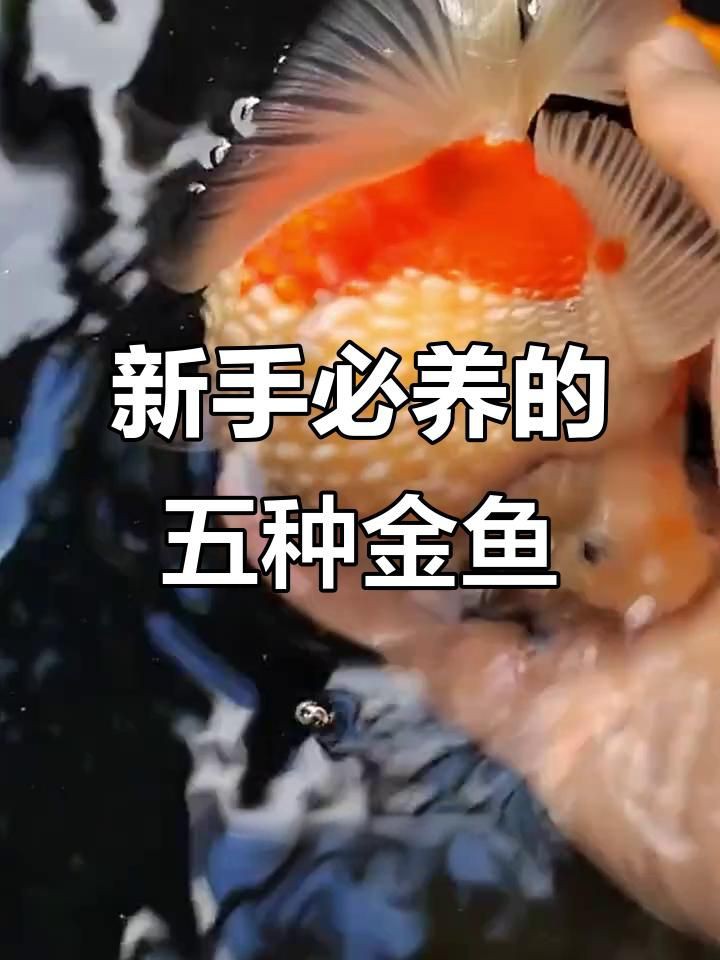 有哪些著名的金魚品種？【達爾文曾贊嘆其無限多樣的顏色和非凡的表型結構變化】