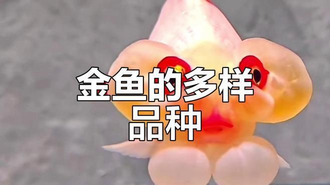 有哪些著名的金魚品種？【達爾文曾贊嘆其無限多樣的顏色和非凡的表型結構變化】